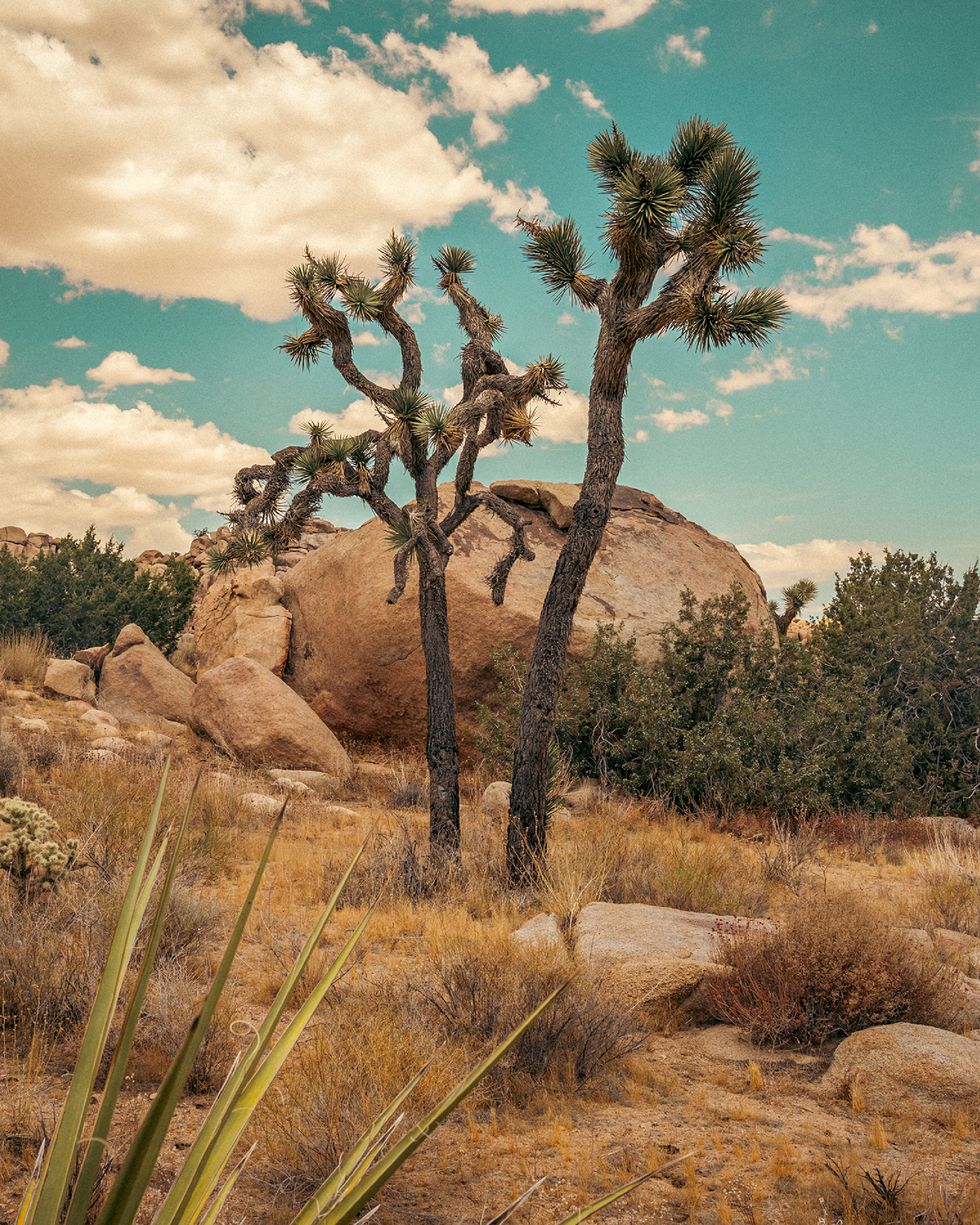 Joshua Tree National Park desert landscape with iconic Joshua trees and boulders, the birthplace of Westech USA and inspiration for our Western comfort shoes